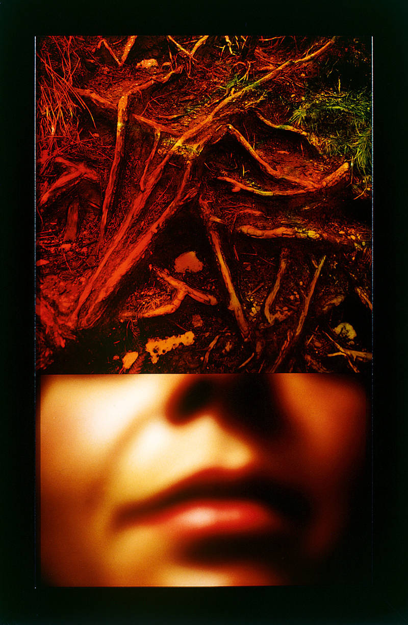 Franziska Rutishauser, photographie: En-racinement (An-Wuchs), 1994, Ilfochrome, sous verre, MDF, 92x60cm, pièce unique