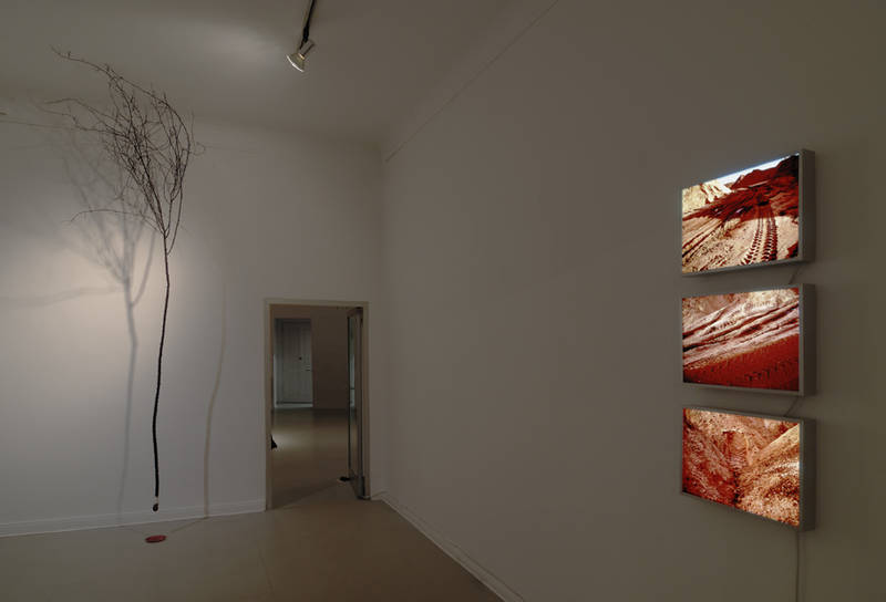 Franziska Rutishauser, vue d`exposition: Branche de rosier, boîtes à lumière, Berlin, 2012, ©Pilz Fotodesign