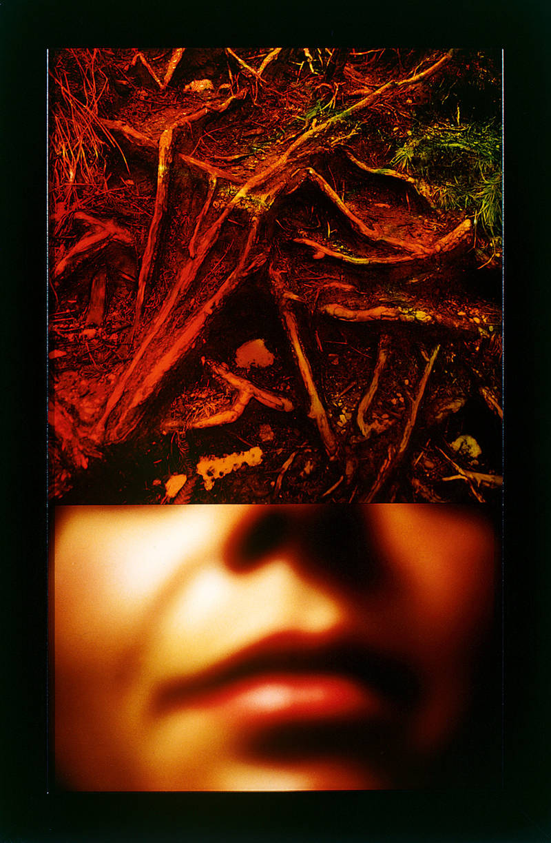 Franziska Rutishauser, Fotografie: An-Wuchs, 1994, Ilfochrome, Glas, MDF, 92x60cm, Unikat